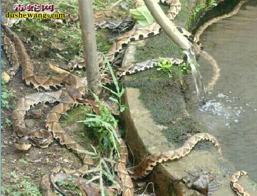 陕西永寿养蛇场养蛇基地
