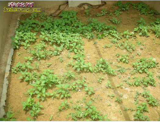 陕西吴起养蛇场养蛇基地