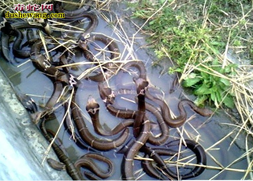 陕西神木养蛇场养蛇基地