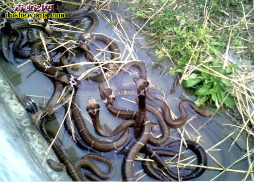 陕西镇平养蛇场养蛇基地