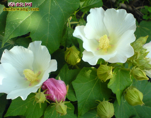 中草药治毒蛇咬伤