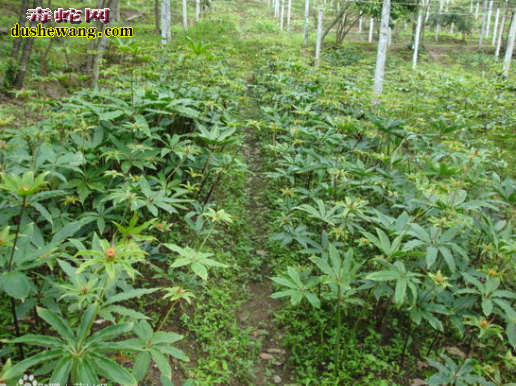中草药治毒蛇咬伤