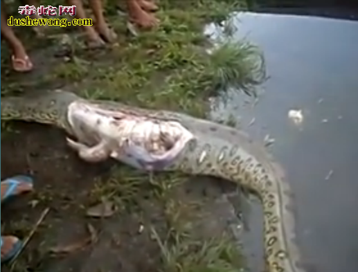 诡异!男子河边发现巨蟒吞食鳄鱼瘫痪 剖腹取鳄鱼竟然准备逃走!