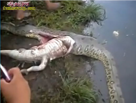诡异!男子河边发现巨蟒吞食鳄鱼瘫痪 剖腹取鳄鱼竟然准备逃走!