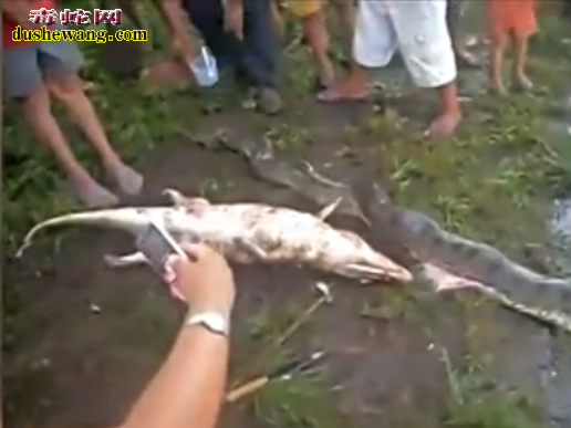 诡异!男子河边发现巨蟒吞食鳄鱼瘫痪 剖腹取鳄鱼竟然准备逃走!