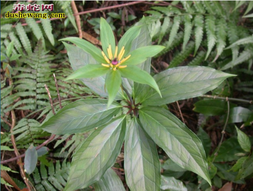 毒蛇咬伤中草药治疗