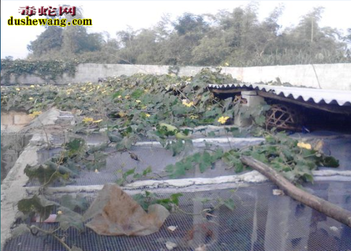 河南义马养蛇场养蛇基地