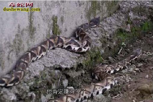 浙江淳安养蛇场养蛇基地