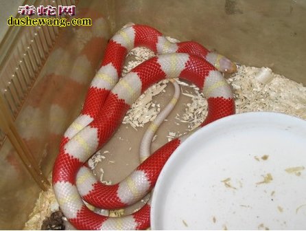 白化纳尔逊奶蛇