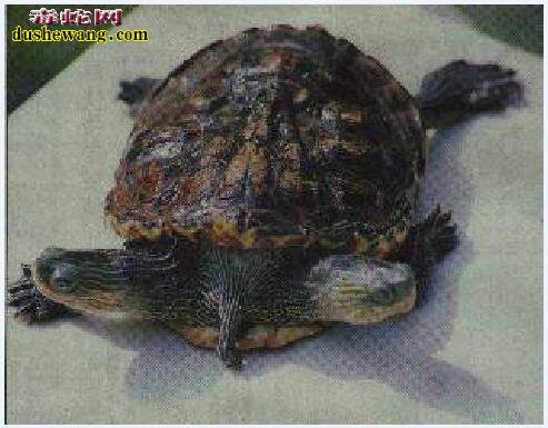 双头蛇:一组双头动物图片欣赏