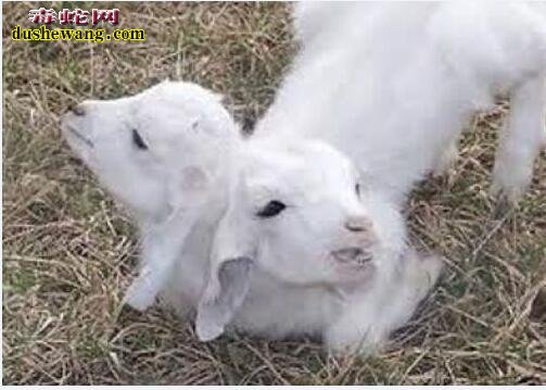 双头蛇:一组双头动物图片欣赏