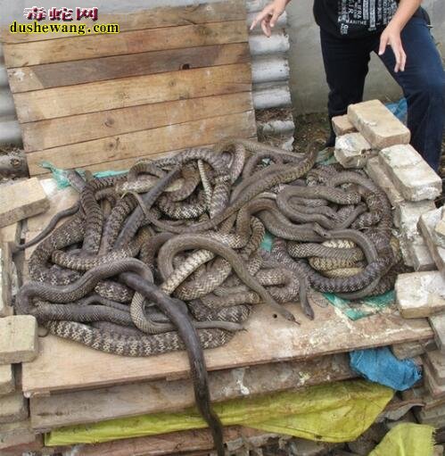 广东新兴养蛇场养蛇基地