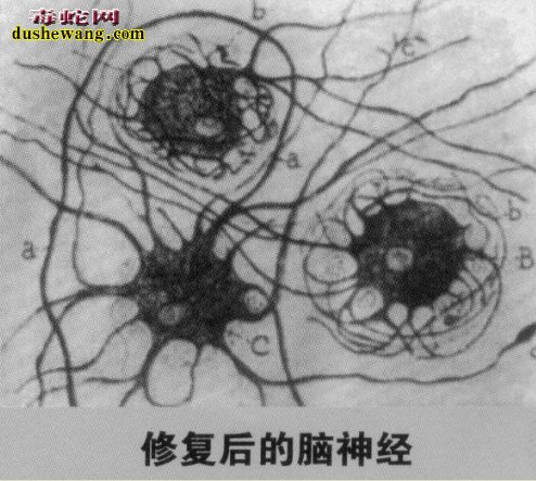海蛇活肽