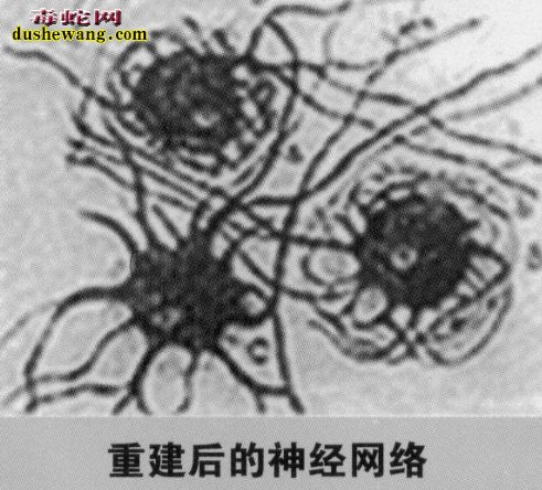 海蛇活肽