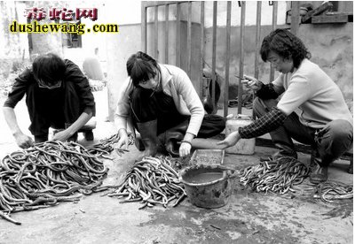 德清养蛇技术培训班