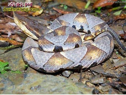 中药五步蛇