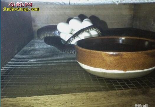 四川绵竹养蛇场养蛇基地