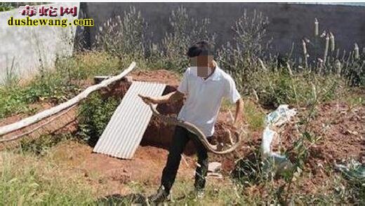 四川中江养蛇场养蛇基地