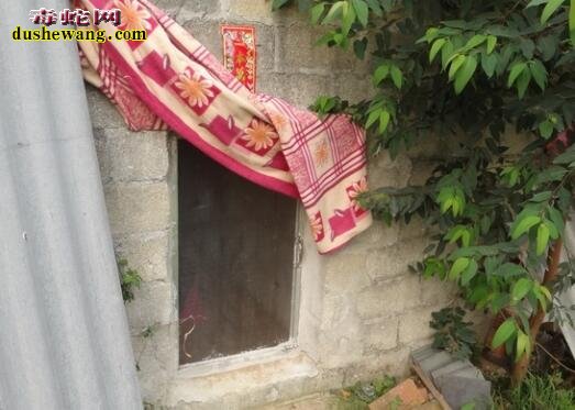 广西阳朔养蛇场养蛇基地