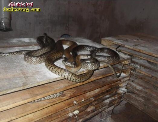 广西那坡养蛇场养蛇基地
