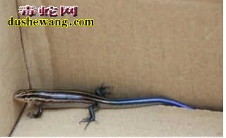蓝色蜥蜴:四川惊现蓝尾蜥蜴 国家二级保护动物
