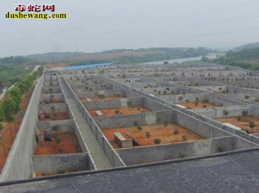 山西新绛养蛇场养蛇基地