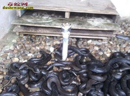 山西平顺养蛇场养蛇基地