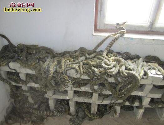 山西泽州养蛇场养蛇基地