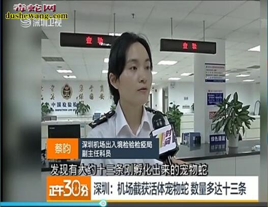 深圳机场入境快件发现活体幼蛇 国外购买宠物蛇需合法