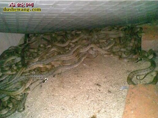 云南西双版纳养蛇场养蛇基地