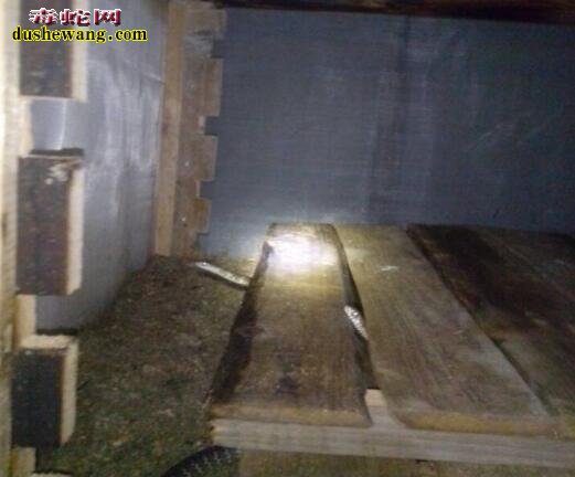贵州湄潭养蛇场养蛇基地
