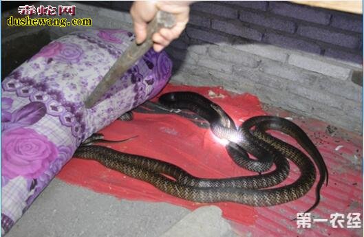 贵州普安养蛇场养蛇基地
