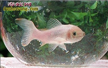 120岁巨蟒超五米 百年妖怪分享