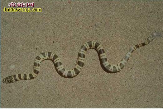 扁尾海蛇