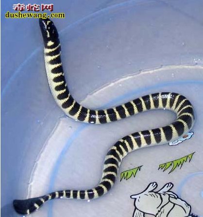 扁尾海蛇图