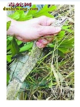 食草蛇图片