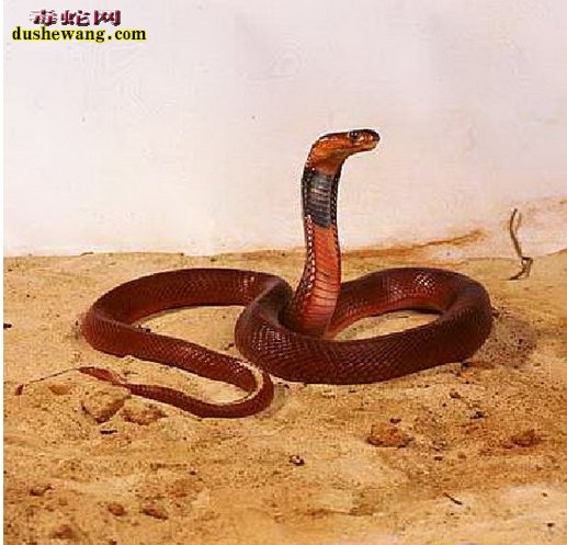红喷毒眼镜蛇