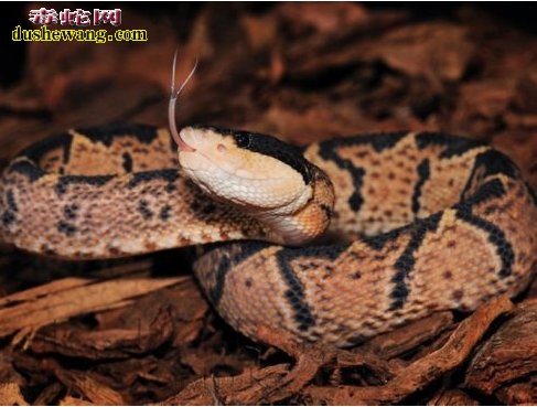 巨蝮蛇是蝮蛇中最毒的蛇吗？