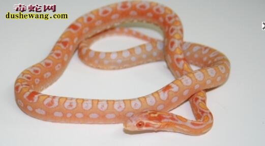 荧光橙玉米蛇