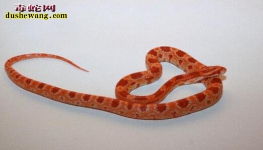 荧光橙玉米蛇