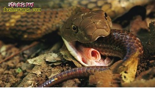 眼镜王蛇吃什么蛇？