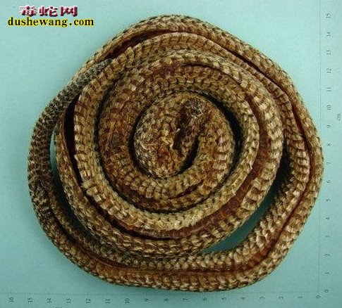 乌梢蛇食用价值