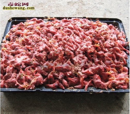 养蛇 食物