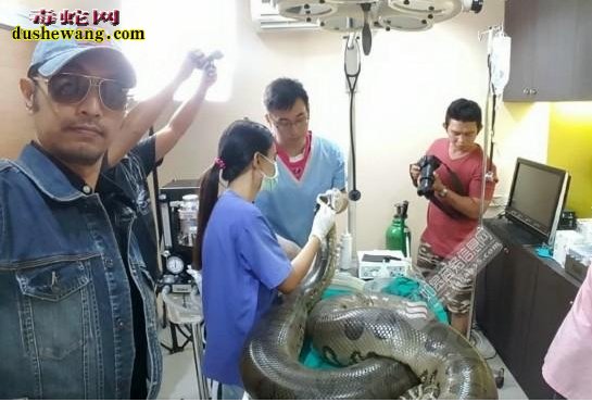 泰国医院给蟒蛇做手术 52公斤蟒蛇体内1公斤肿瘤
