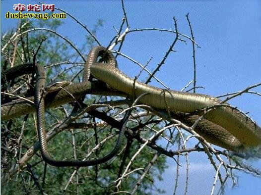 黑曼巴蛇能长多大？