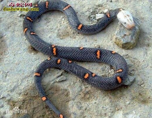 白头蝰蛇咬伤狗一个小时死亡 属于我国27中毒蛇之一 