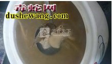 海蛇炖鸡做法步骤图