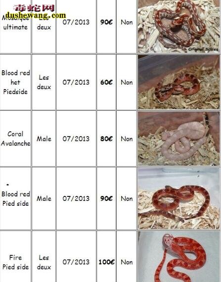 国外玉米蛇价格表1