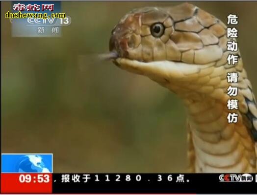 亲吻眼镜王蛇
