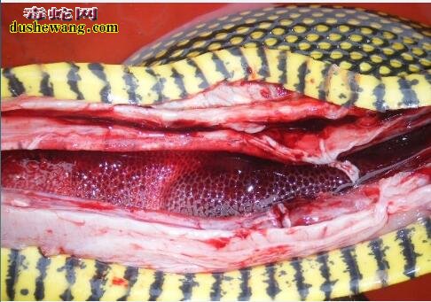 蛇肺炎图片